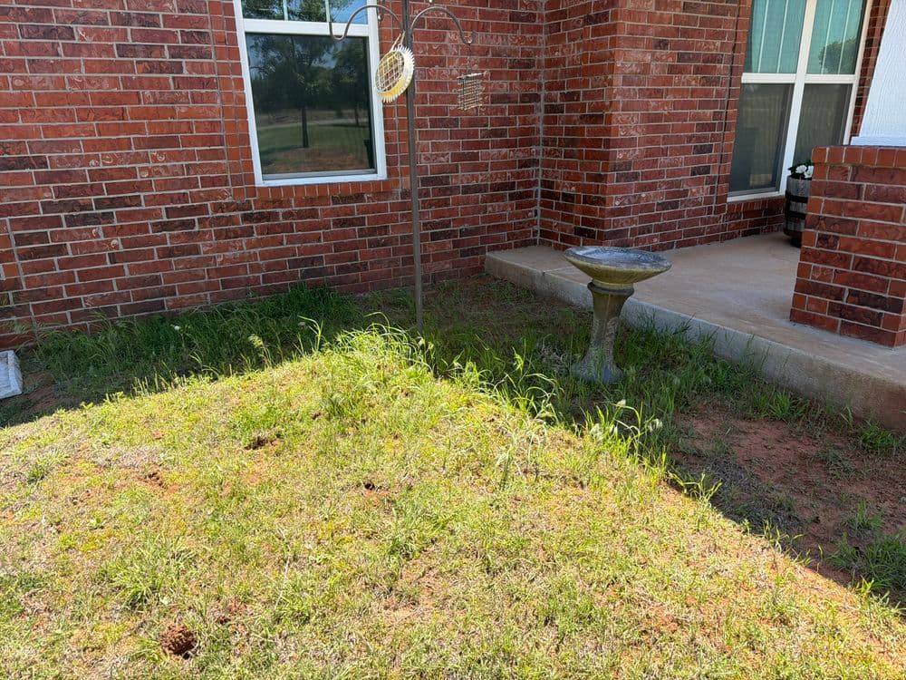 Overgrown grass with birdbath and feeder near a brick home exterior.